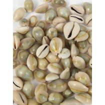 Genuine Ringtop Cowrie Shells - Seaside Home Decor | Serene Spaces Living