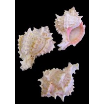 Pink Murex, Set Of 12 - Seaside Home Decor | Serene Spaces Living