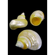 Pearlized Goldmouth - Seaside Home Decor | Serene Spaces Living