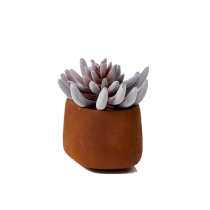 Mini Senecio Succulent
