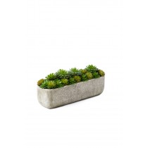 Serene Spaces Living Succulent Mix in Rectangular Planter, 11.5" L x 3" W x 5" H