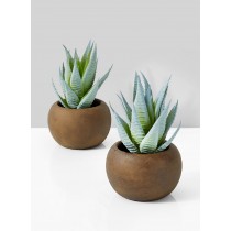 Serene Spaces Living Set of 2 Haworthia Zebra in Brown Pot, 3.5" Dia x 6.25" H