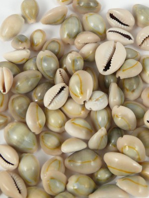 Genuine Ringtop Cowrie Shells - Seaside Home Decor | Serene Spaces Living