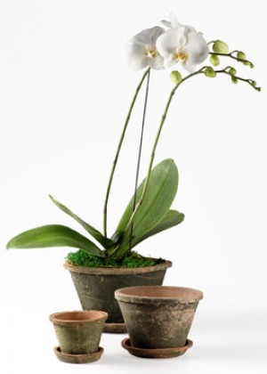 Mossed Redstone Standard Pots - Decorative Pots | Serene Spaces Living