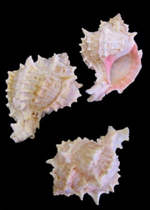 Pink Murex, Set Of 12 - Seaside Home Decor | Serene Spaces Living