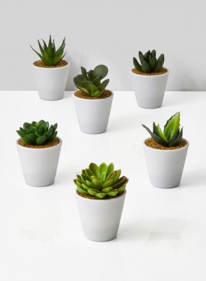 Succulents in White Pot, Set of 6