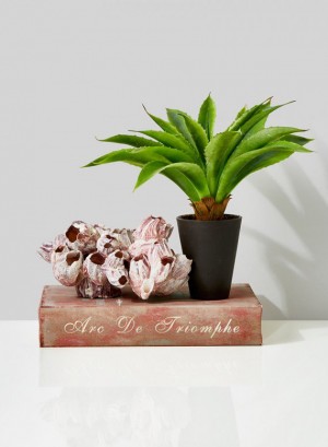 Aloe Plant in Plastic Pot