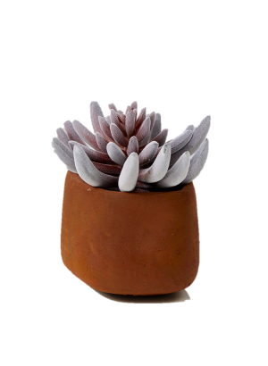 Mini Senecio Succulent