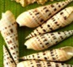 Small Polished Auger, Set Of 12 - Seaside Home Decor | Serene Spaces Living