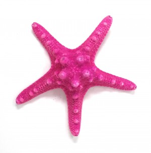 Fuchsia Shellfish, Set of 12