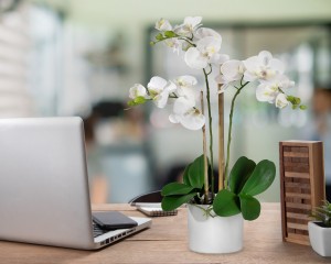 Serene Spaces Living 3 White Phalaenopsis Orchids in Pot, 26" Tall & 5" Diameter