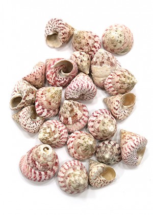 Strawberry Troca Shells - Seaside Home Decor | Serene Spaces Living