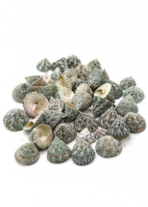 Teal Top Shell - Seaside Home Decor | Serene Spaces Living