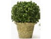 Faux Boxwood Topiaries