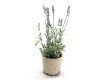 Lavender And Thyme  In Ceramic Pots - Decorative Pots | Serene Spaces Living