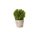 Serene Spaces Living Small Boxwood Ball Topiary in Pot, Sold Individually and Measures  2.25 inches in Diameter