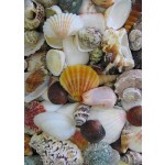 Mixed Shells