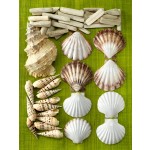 Auger, Lion's Paw, Scallop Shell, And Driftwood