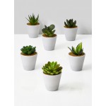 Succulents in White Pot, Set of 6