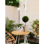 Serene Spaces Living Preserved Boxwood Ball Topiary, Genuine Boxwood in Planter, 2 Size Options