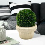 Serene Spaces Living Preserved Boxwood Ball Topiary in a Pot, In Various Sizes